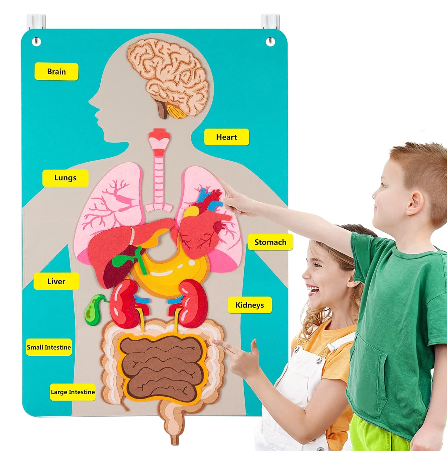 Human Body Parts Felt Board St - Kids Education Story 评论和价格